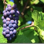 pinot-noir-grapes_thumb.jpg