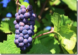 pinot-noir-grapes